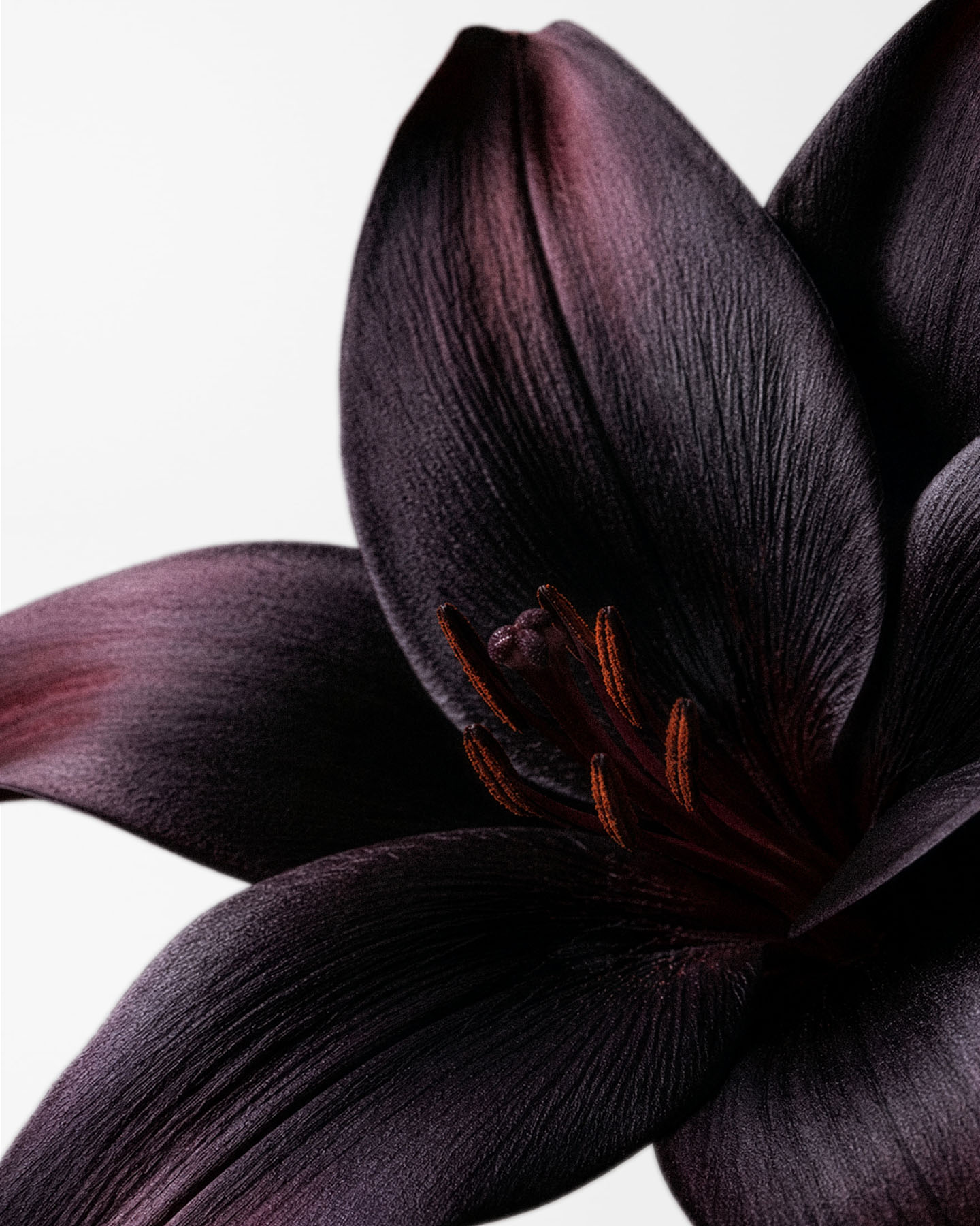 Here & Always Black Lily Candle Candle | Here & Always