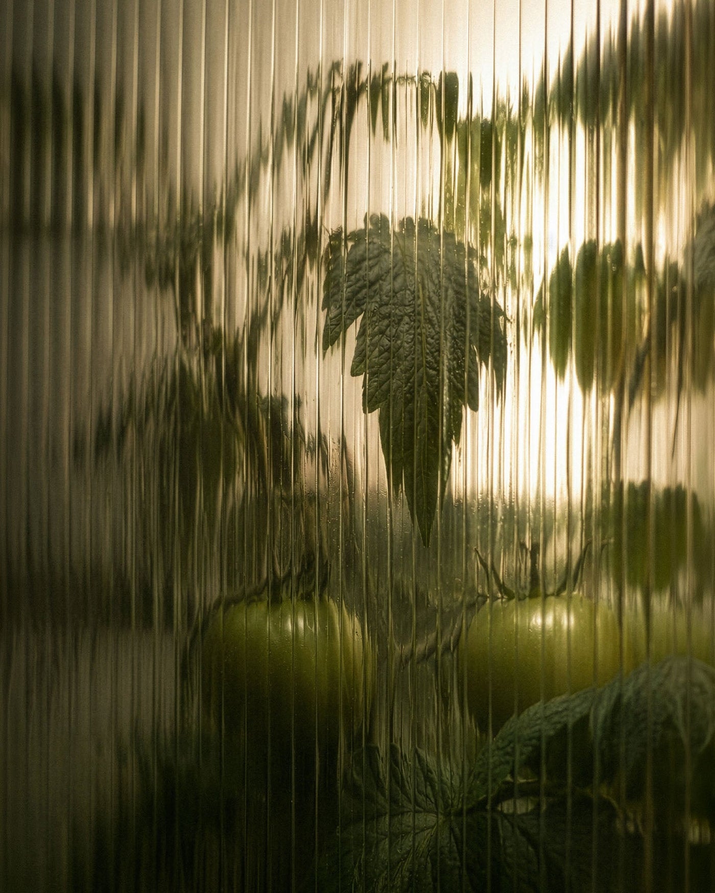 Here & Always Green House Candle Candle | Here & Always