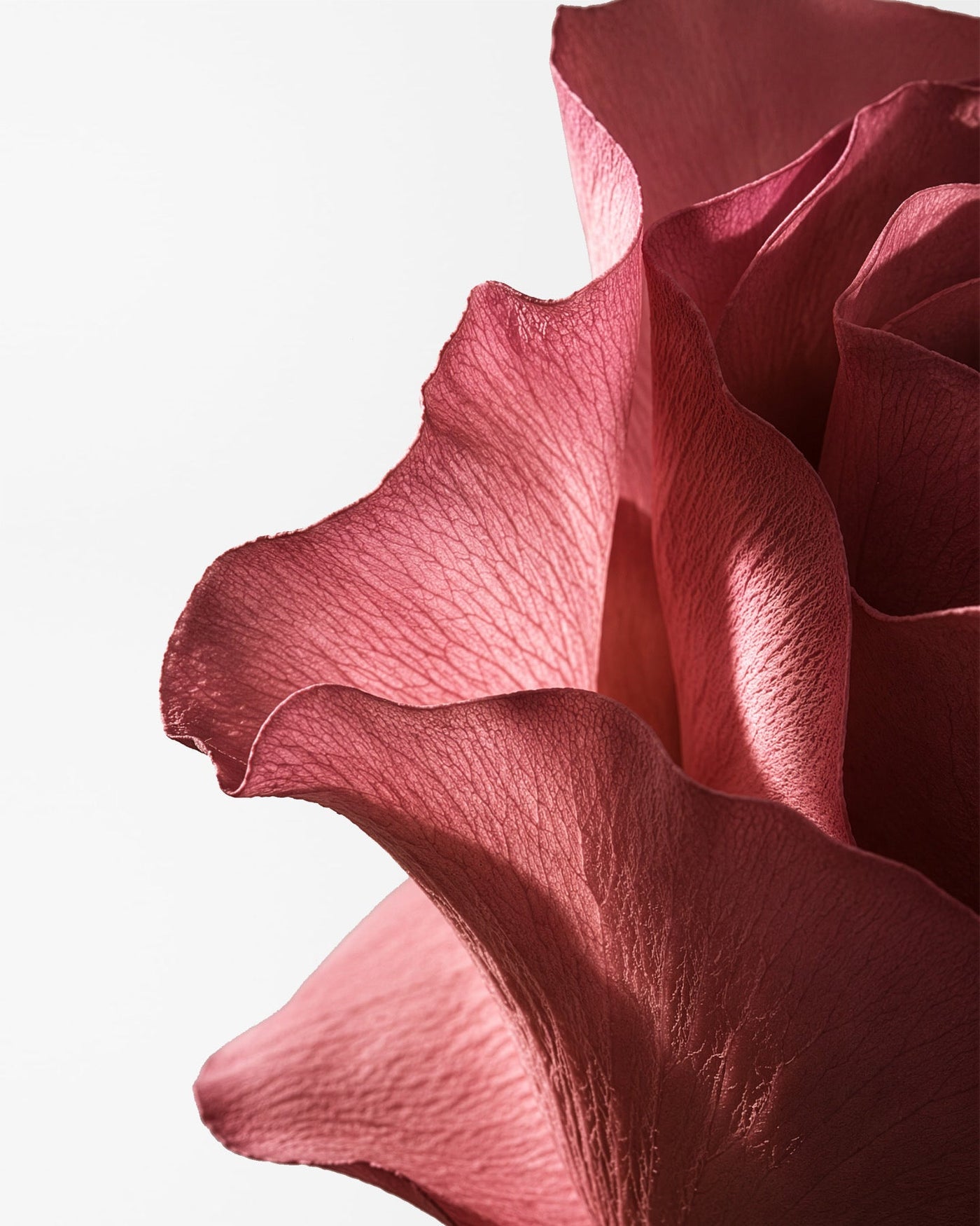 Poured New York Voile en Rose Reed Diffuser Reed Diffuser | Here & Always